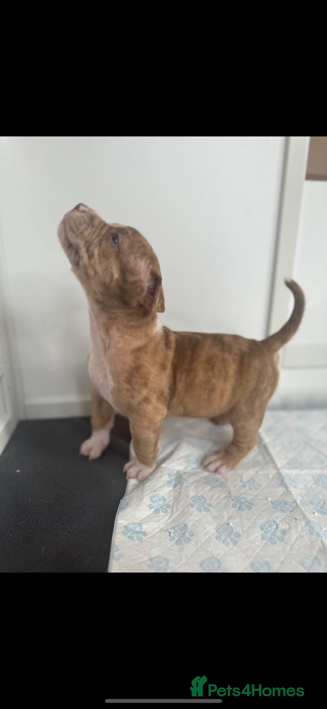 American Bully dogs for sale: Puppies American pocket bully - Image 5
