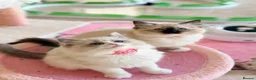 Ragdoll cats for sale: Stunning  Champion lines Ragdoll kittens  - Advert 20