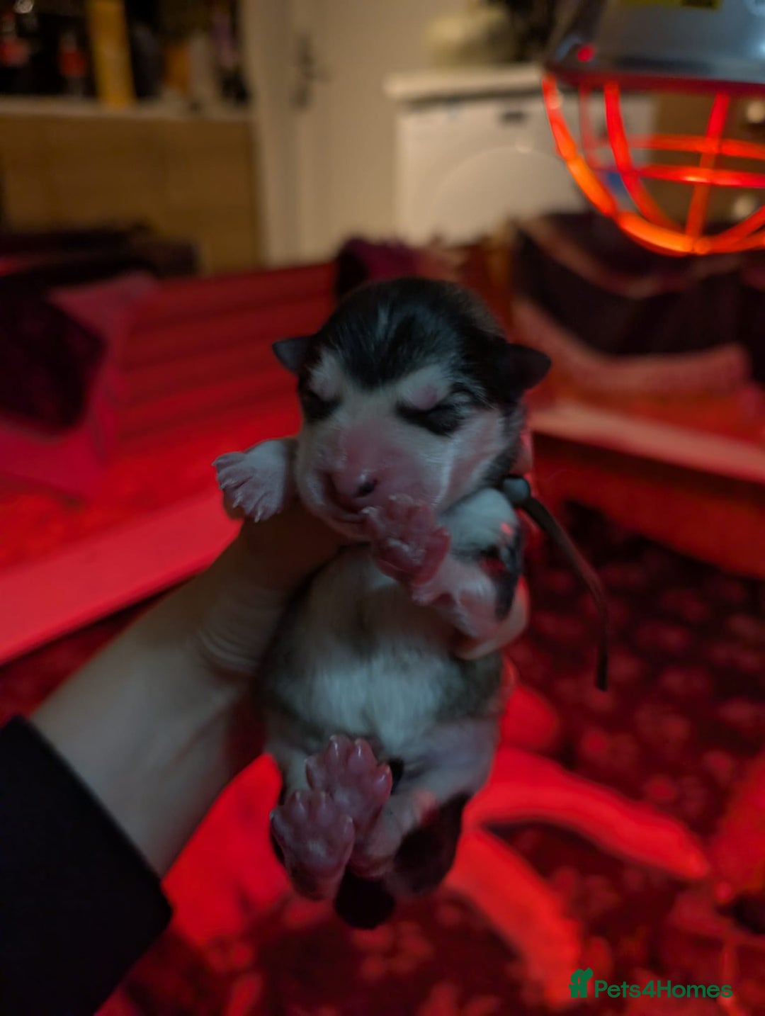 Alaskan Malamute dogs for sale: KC Alaskan malamute puppies champion lines - Image 21