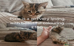 British Shorthair cats for sale: Beautiful kittens for sale  - Image 3