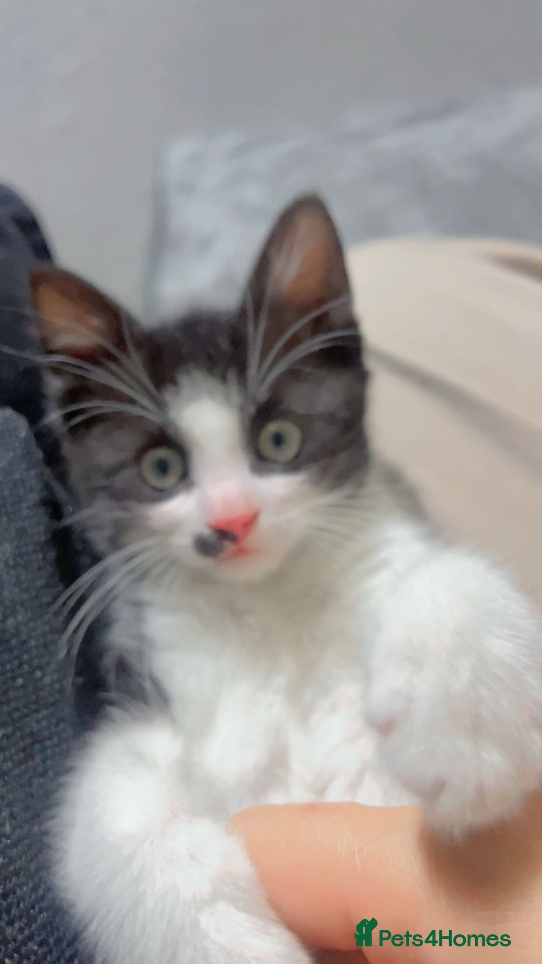 British Shorthair cats for sale: 11 Week Old Male Kitten Black & White Shorthair - Advert 1