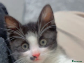 British Shorthair cats 11 Week Old Male Kitten Black & White Shorthair - Advert 1