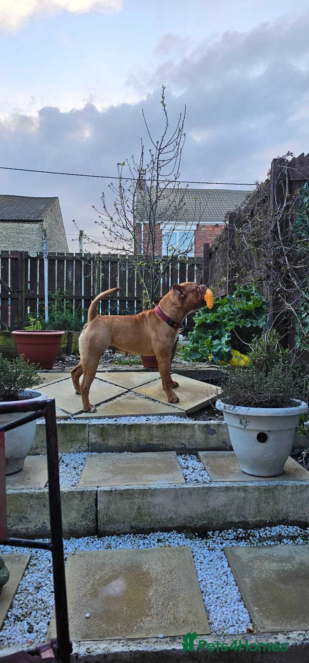 Dogue De Bordeaux dogs for sale: Dog de bordeaux  - Advert 1
