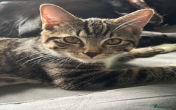Ragdoll cats for sale: Two cats for sale  - Image 3