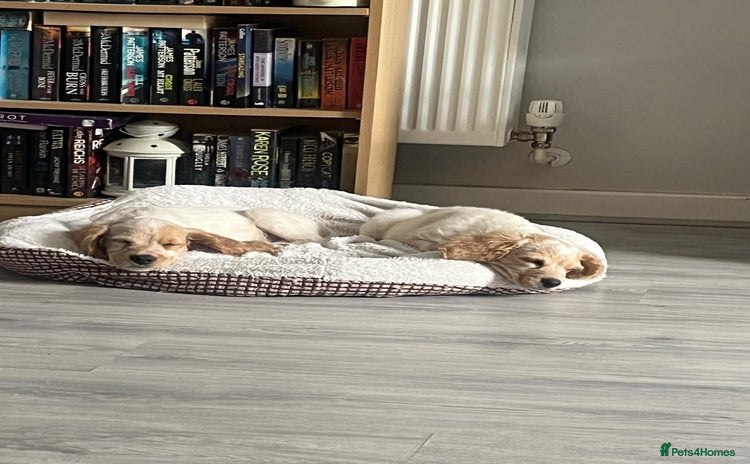 Mixed Breed dogs in Rushden - Advert 13