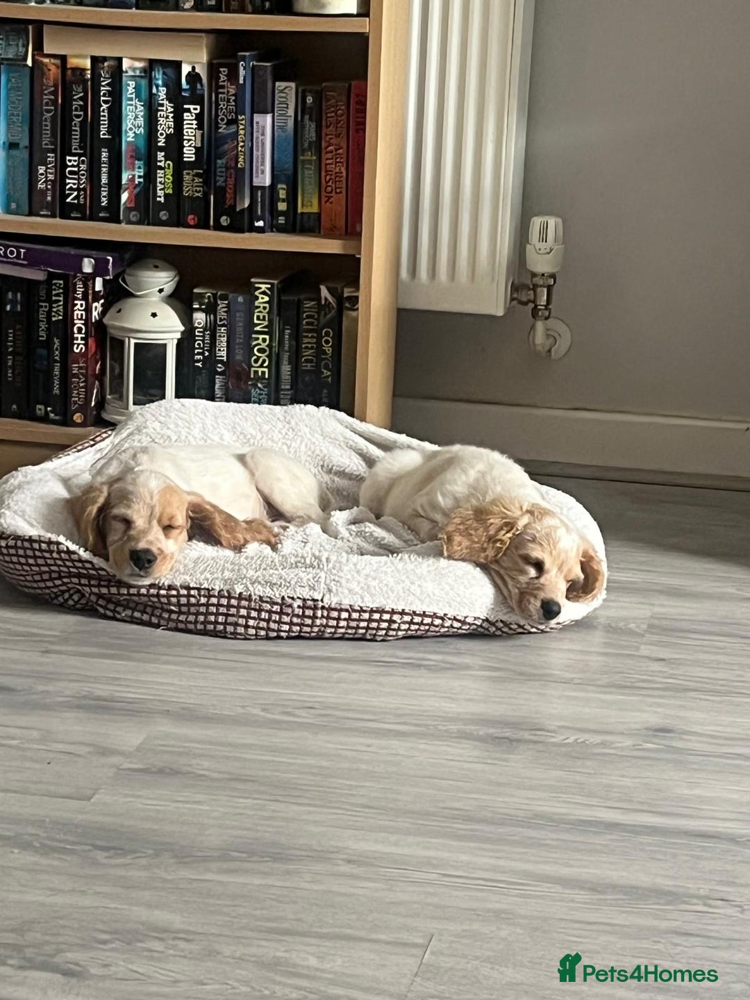 Mixed Breed dogs for sale: Three puppies for sell  in Rushden - Image 1