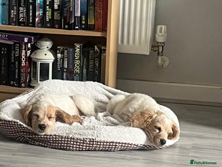 Mixed Breed dogs in Rushden - Advert 13