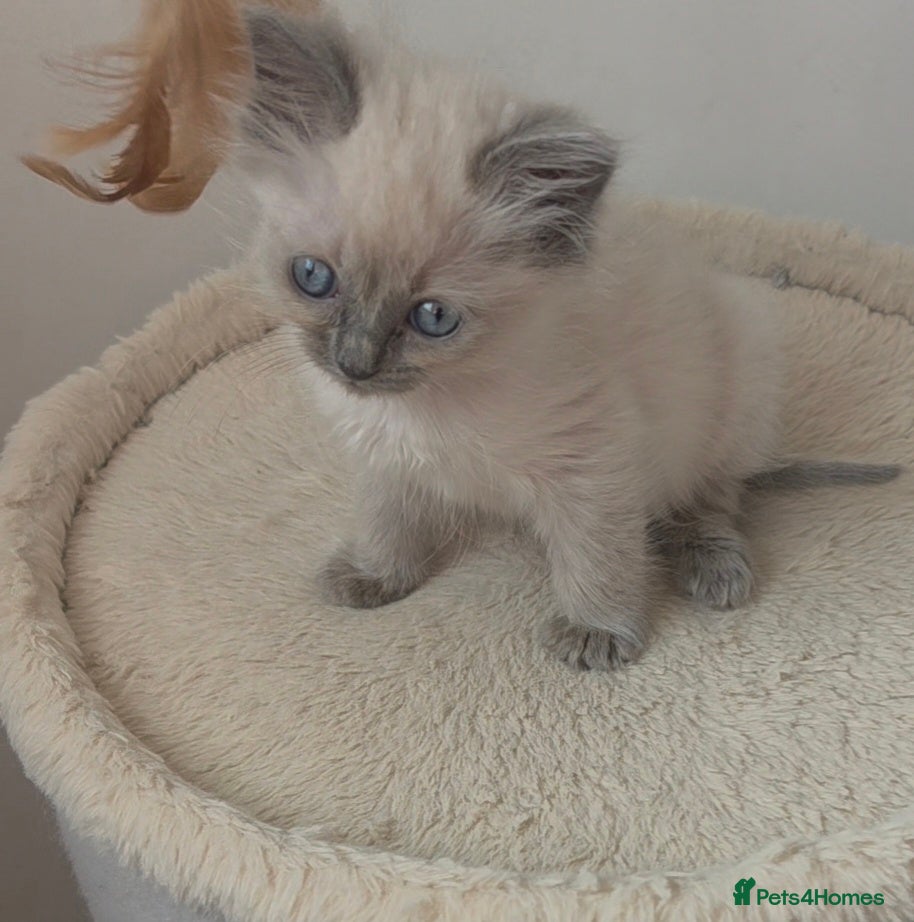 Ragdoll cats Tiny ragdoll kitten left  ready to leave - Advert 18