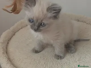 Ragdoll cats Tiny ragdoll kitten left ready to leave - Advert 18