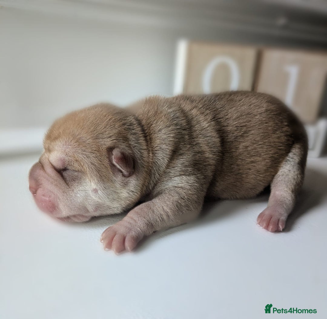 Shar Pei dogs for sale: Shar Pei Puppies - Ready 23rd December - Image 5