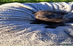 German Shepherd dogs for sale: German Shepherd poppers - Image 17