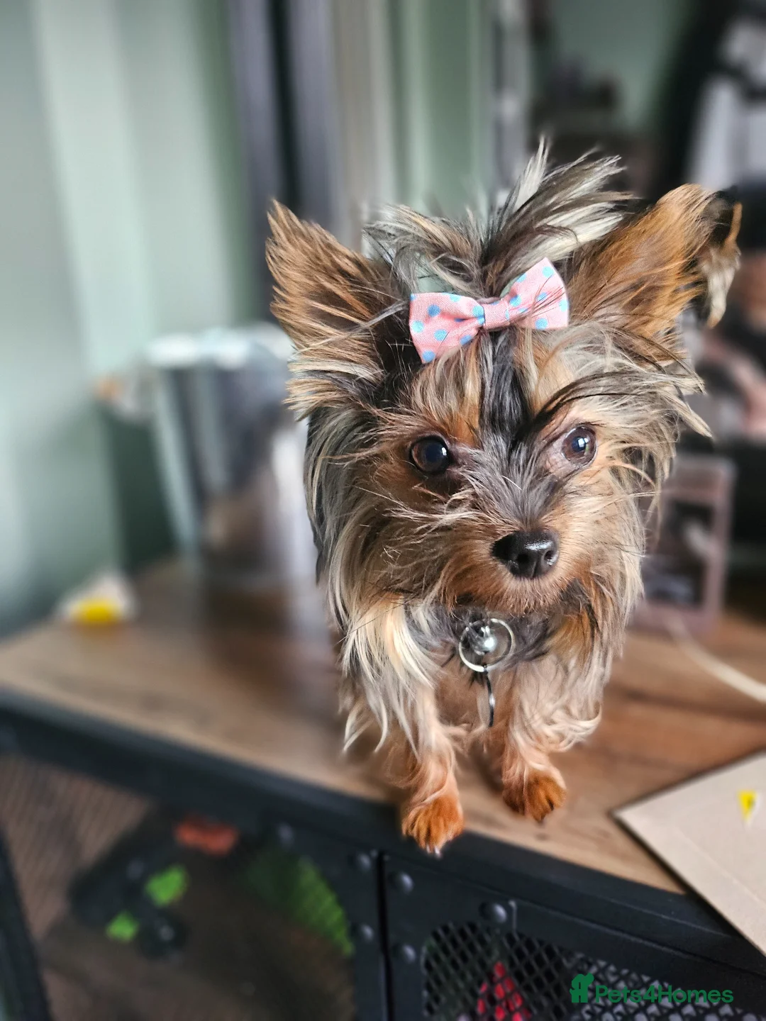 Yorkshire Terrier dogs for sale: Male yorkshire terrier - Advert 5