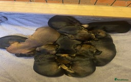 Dachshund dogs for sale: Adorable dachshund puppies - Image 7