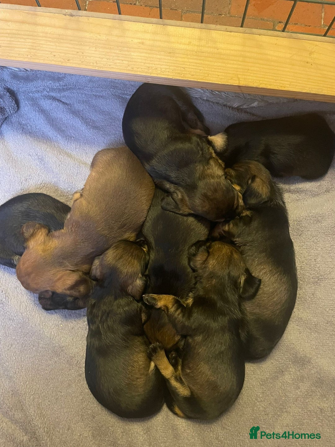 Dachshund dogs for sale: Adorable dachshund puppies - Image 7