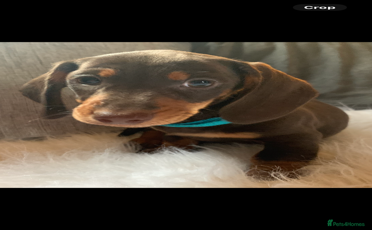Miniature Dachshund dogs - Advert 1