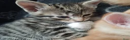 Mixed Breed cats for sale: Six boys and one girl😍😍😍 - Advert 16