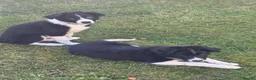 Border Collie dogs for sale: Border Collie Pup - Advert 9