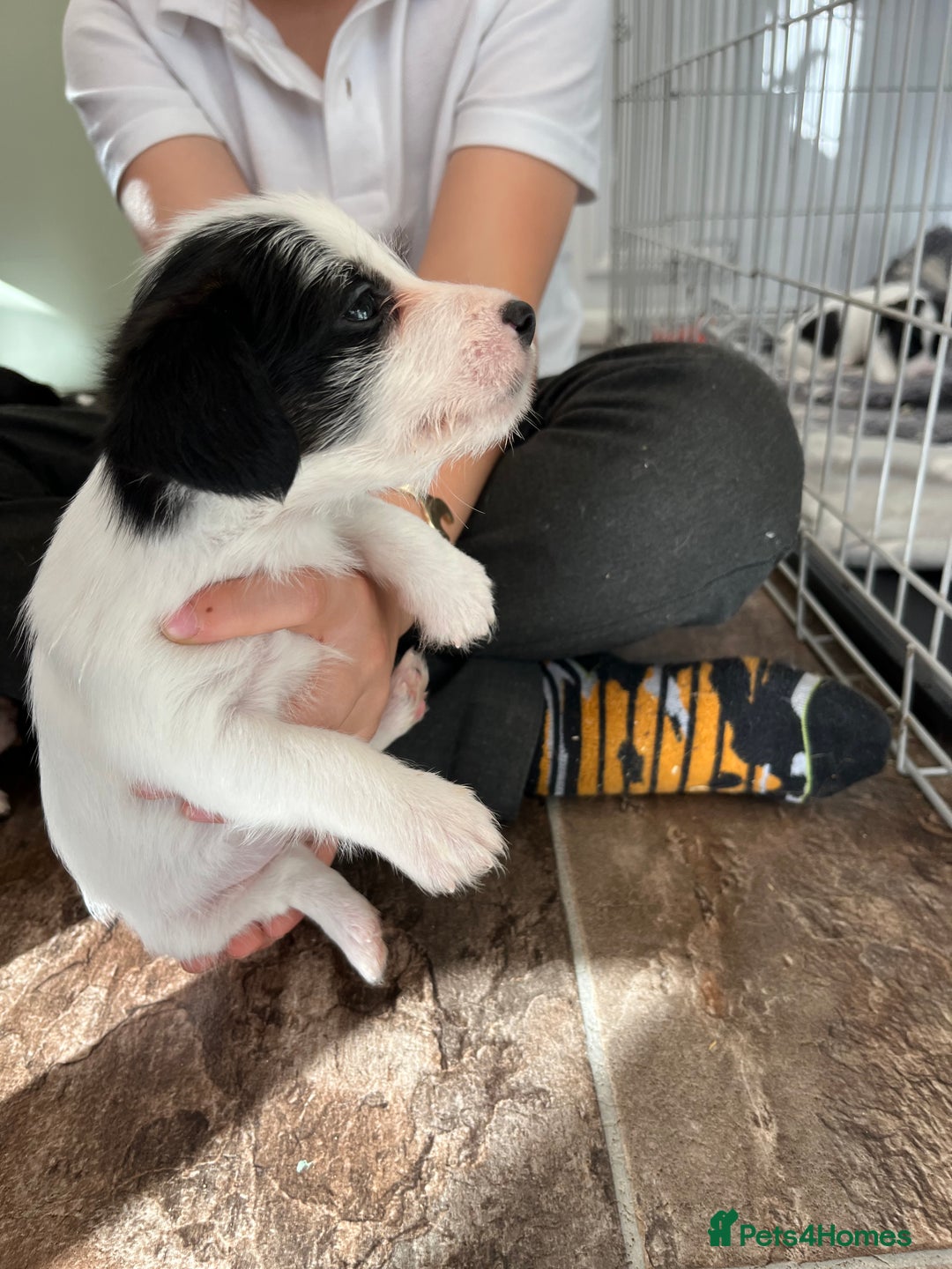 Jack Russell dogs for sale: Stunning little boys and girls - Image 28
