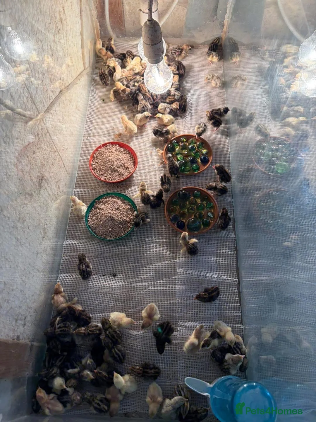 Quail poultry for sale: Dwarf Chinese quail mixed colours - Advert 1