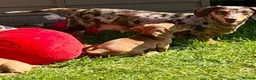 Miniature Dachshund dogs for sale: Beautiful Smooth hair silver dapple  - Advert 2