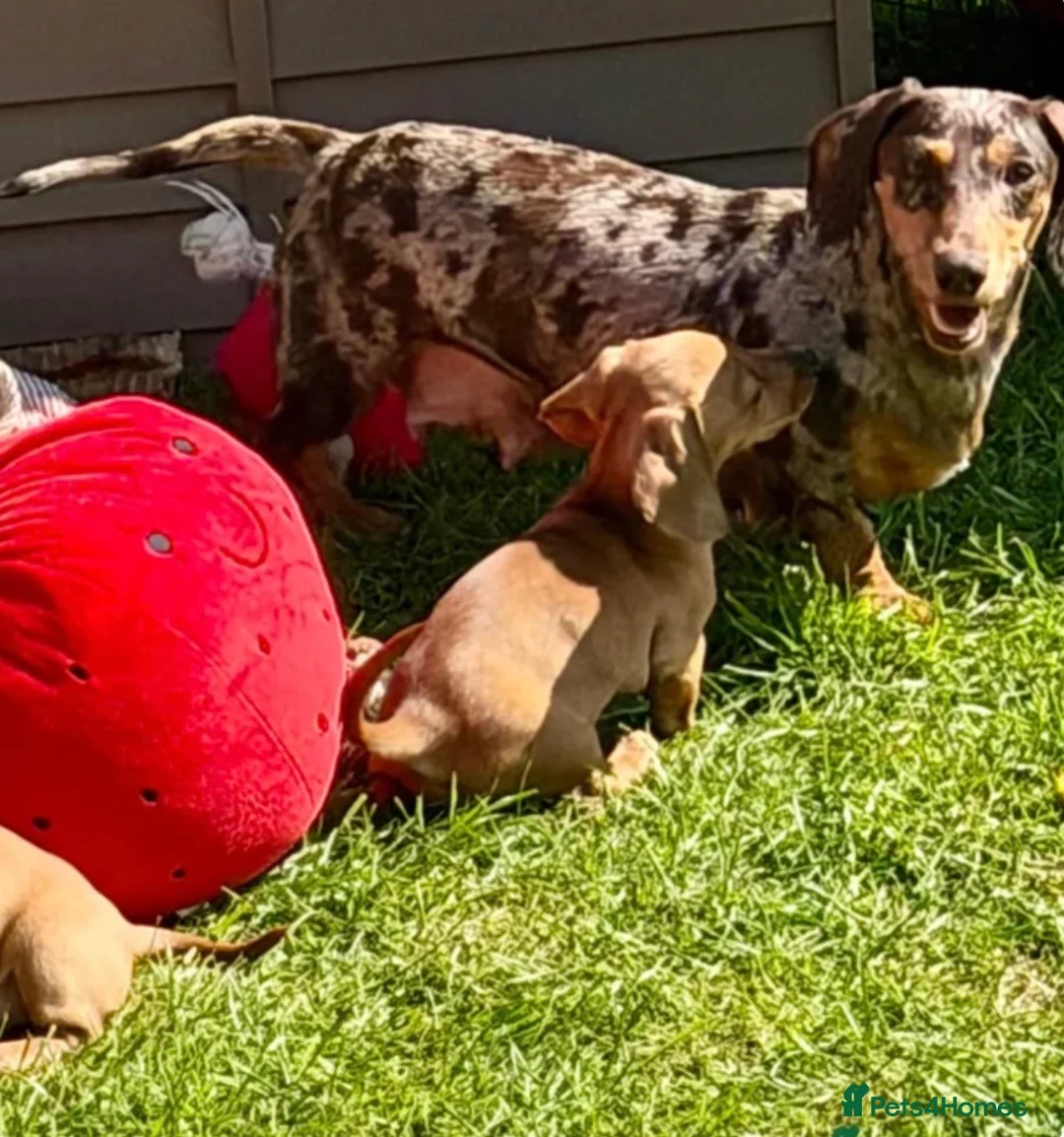 Miniature Dachshund dogs for sale: Beautiful Smooth hair silver dapple  - Advert 2