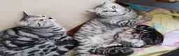 British Shorthair cats for sale: GCCF Active, Silver Tabby  - Advert 8