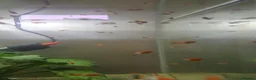 Swordtails fish for sale: Tri Colour Swordtails in Huddersfield - Advert 2