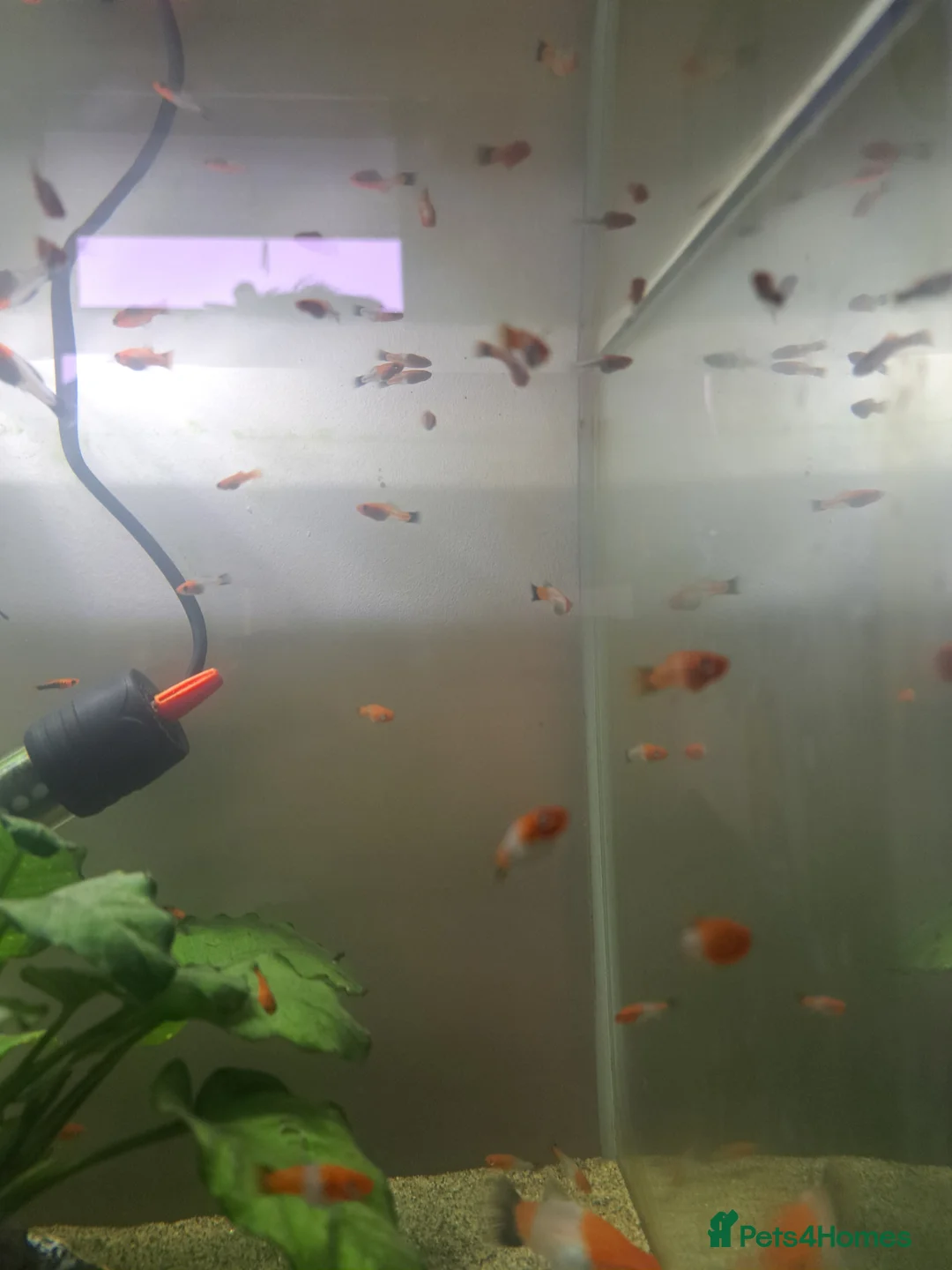 Swordtails fish for sale: Tri Colour Swordtails in Huddersfield - Advert 2