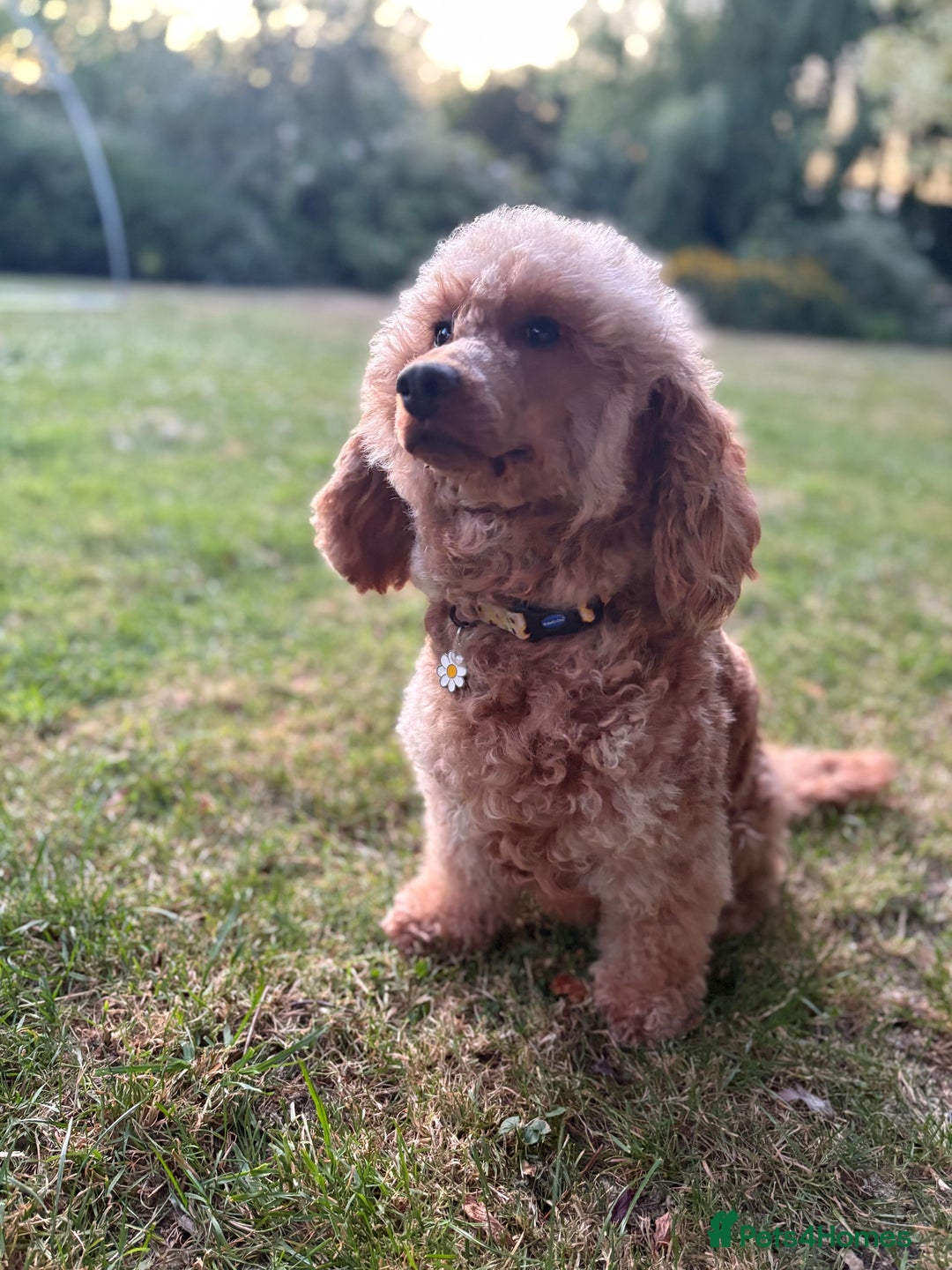 Cockapoo dogs for sale: Beautiful F2 puppy available  - Image 4