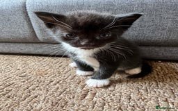 Mixed Breed cats for sale: 4 kittens for sale  - Image 3