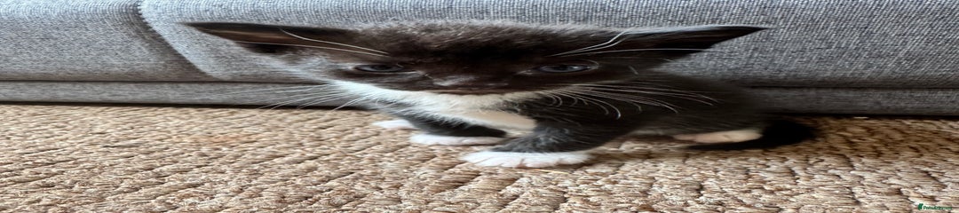 Mixed Breed Kitten 1