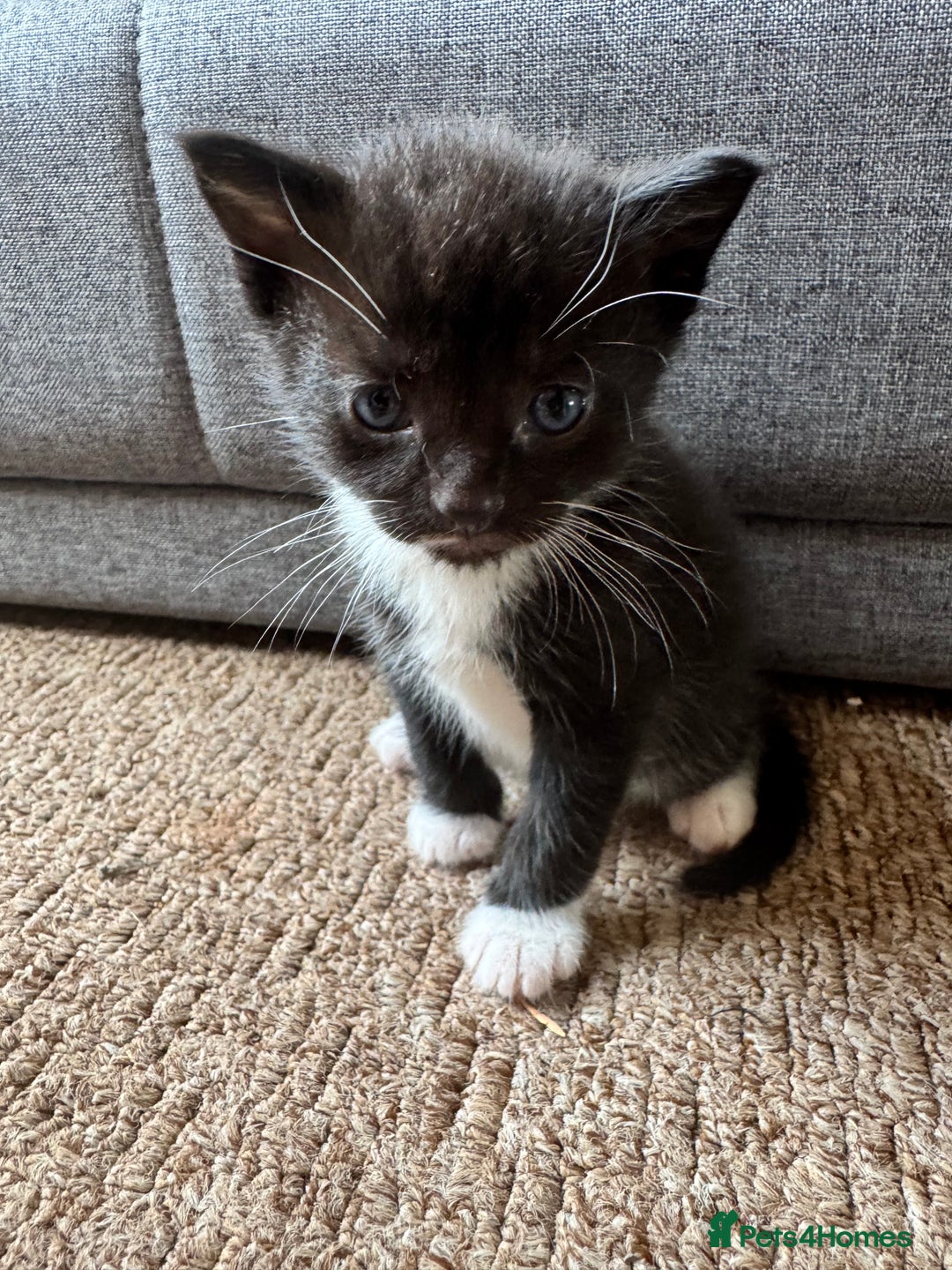 Mixed Breed cats for sale: 4 kittens for sale  - Image 3