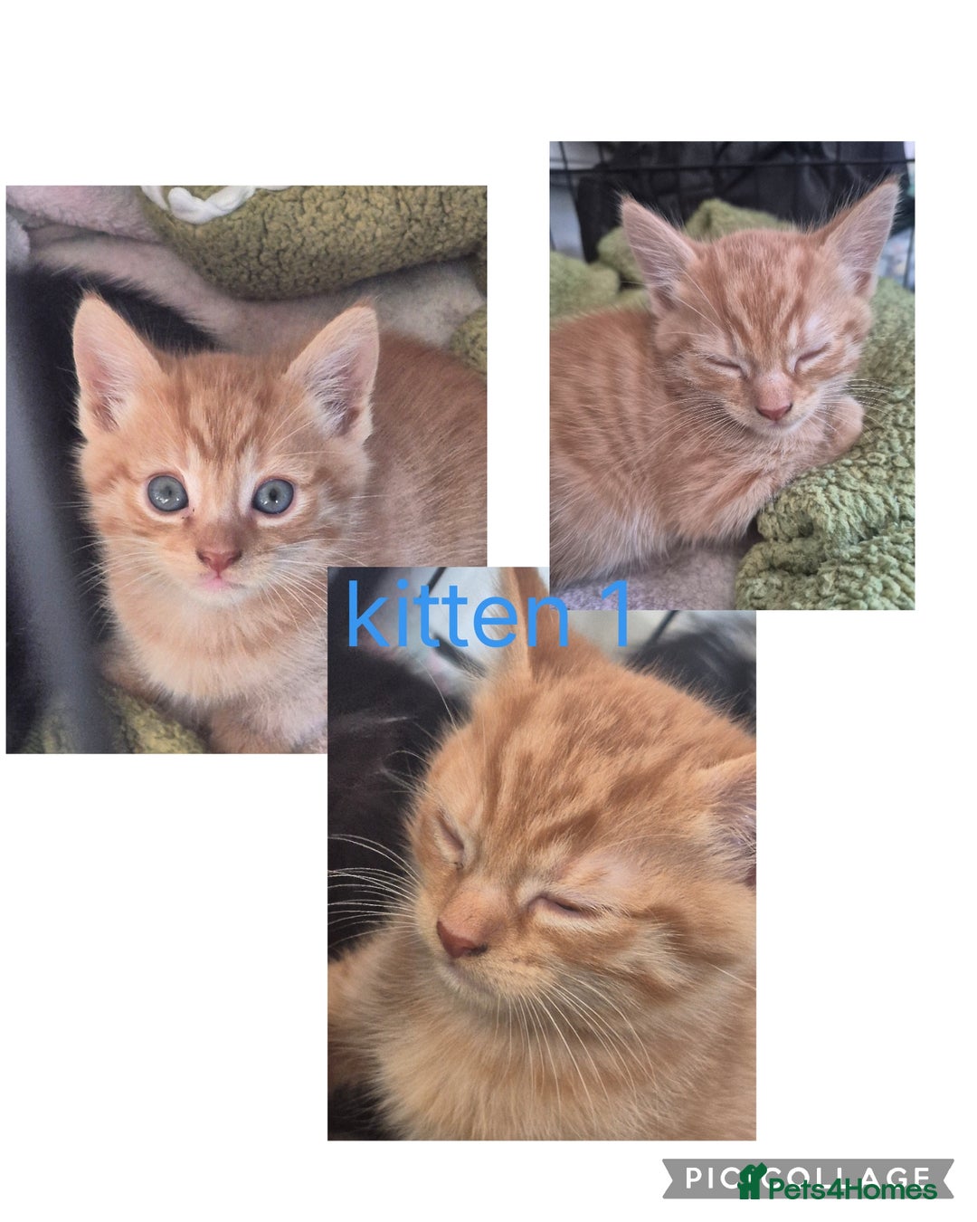 Mixed Breed cats for sale: Mixed breed kittens - Image 3