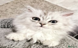 Persian cats for sale: Persian Chinchilla  - Image 7