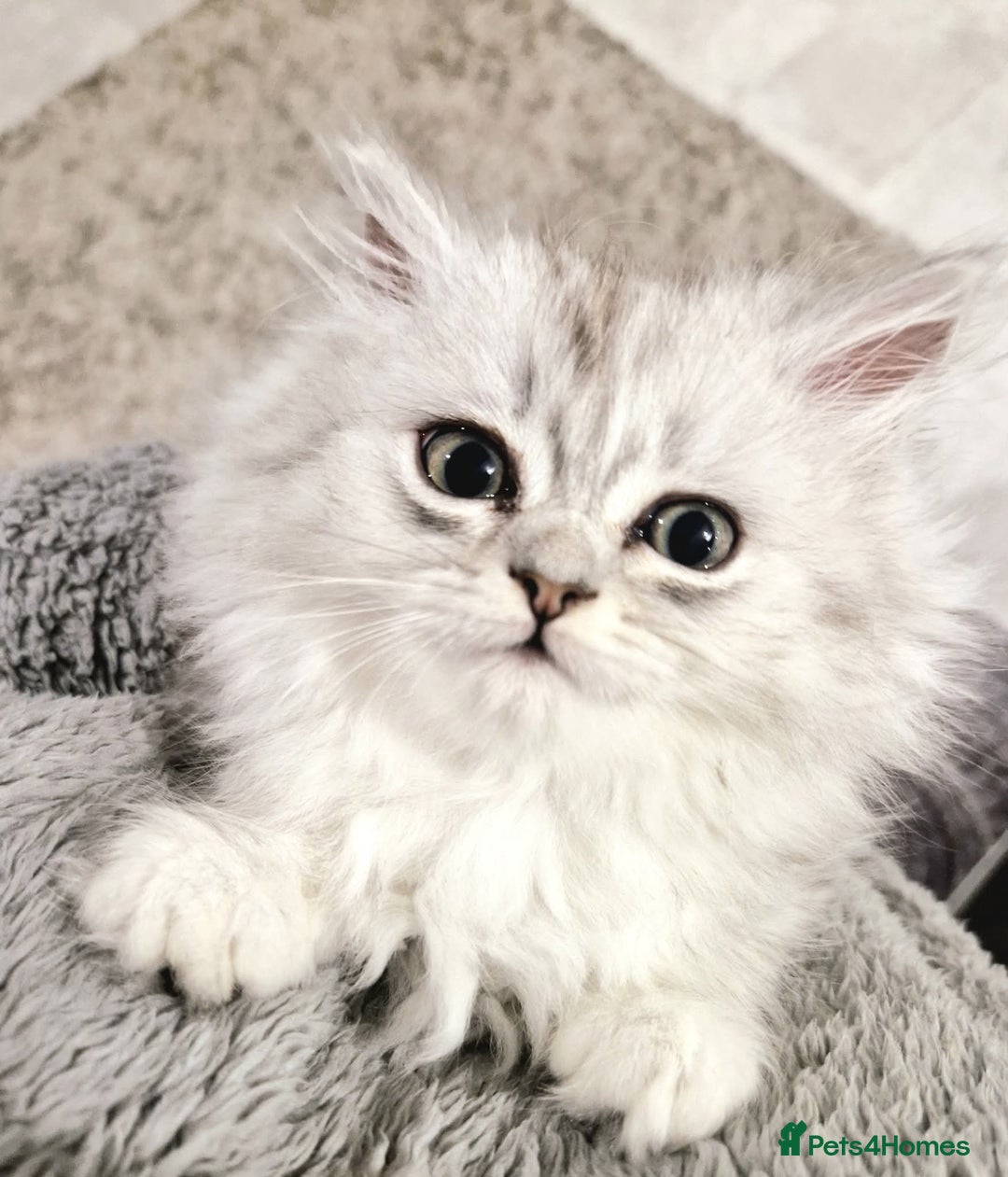 Persian cats for sale: Persian Chinchilla  - Image 7
