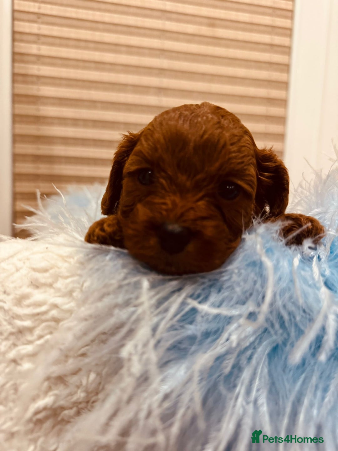 Cavapoo dogs for sale: A wonderful litter of 6 red teddy cavapoos  - Advert 20