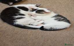 Mixed Breed cats for sale: 9 adorable Disney kitten couples  - Image 34