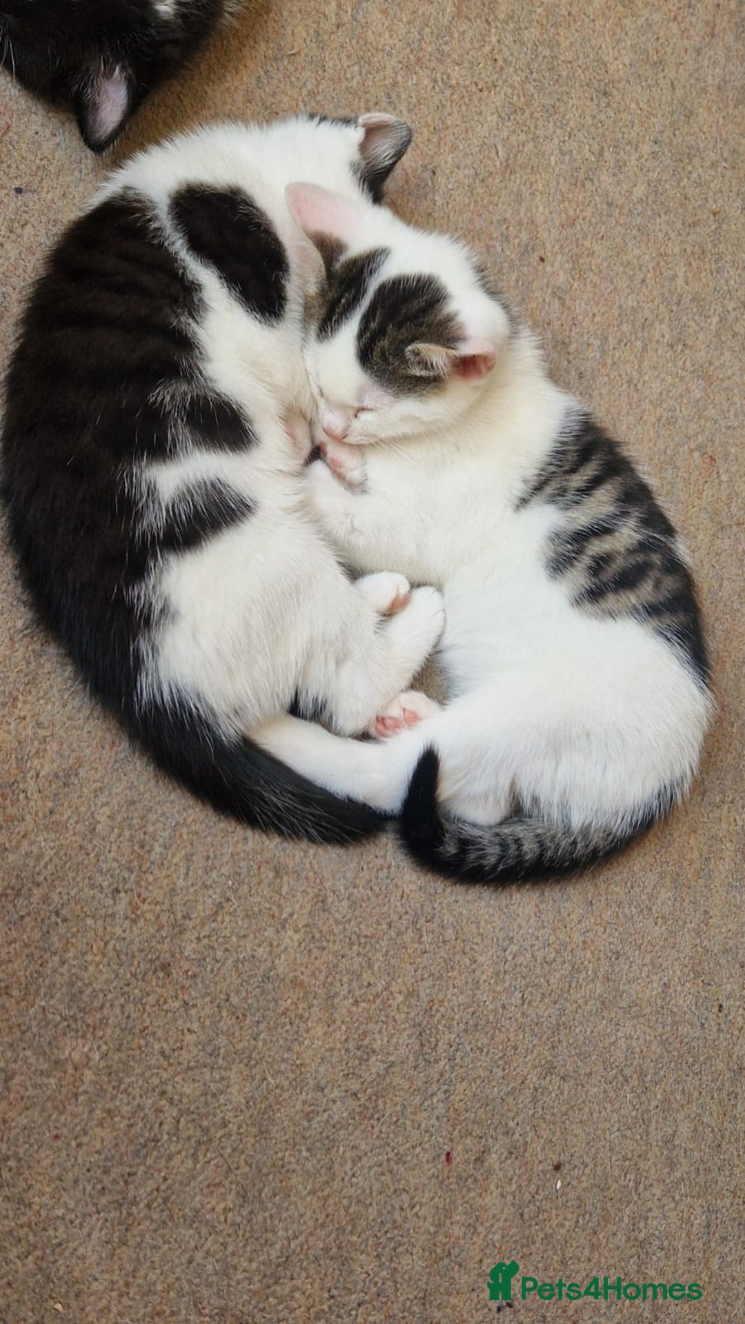 Mixed Breed cats for sale: 9 adorable Disney kitten couples  - Image 34