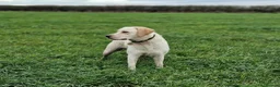 Labradoodle dogs for sale: DNA Health screened Miniature Labradoodles  - Advert 38