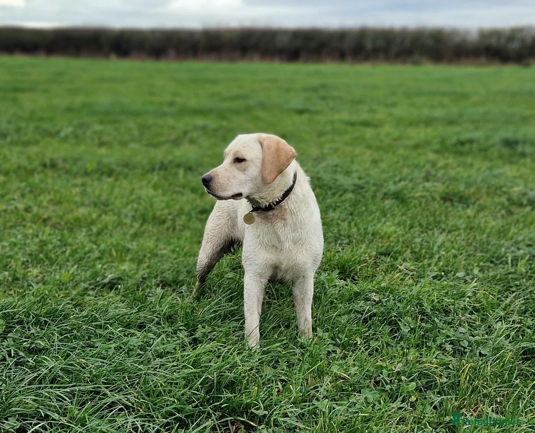 Labradoodle dogs for sale: DNA Health screened Miniature Labradoodles  - Advert 38