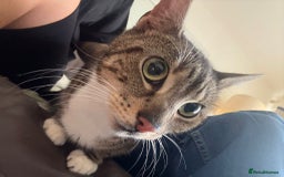 Domestic Shorthair cats for sale: Beautiful girl Coco. 5 years old - Image 2