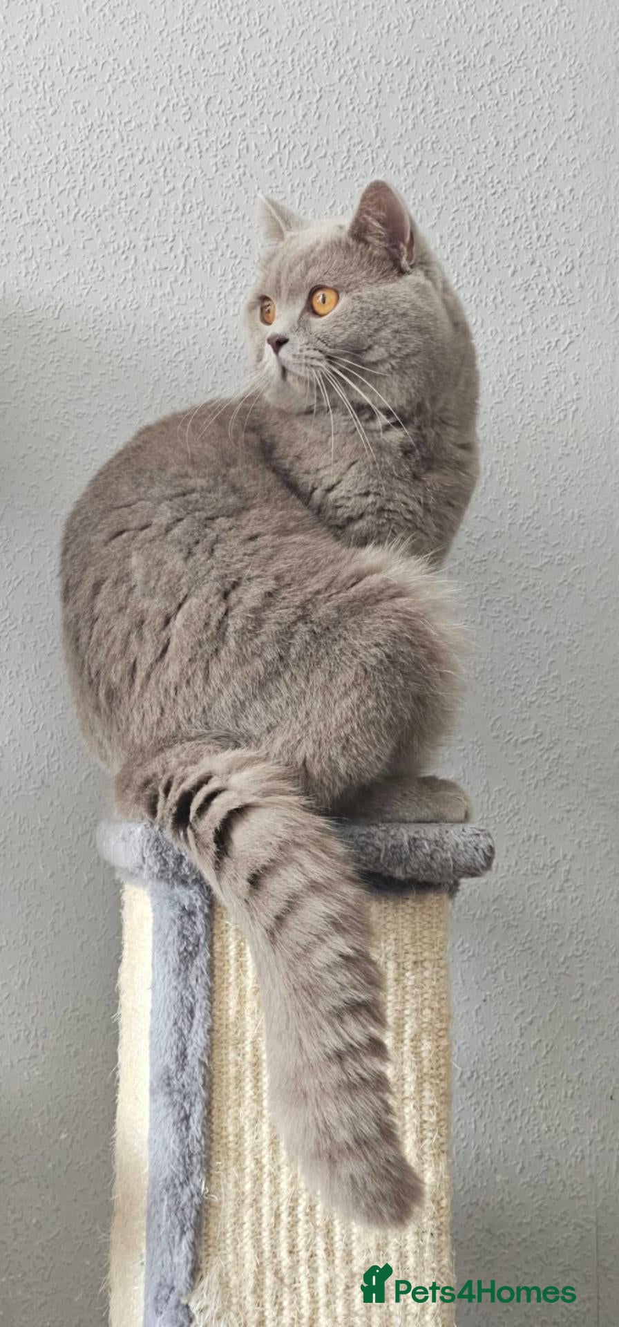 British Shorthair cats for stud:  British Shorthair STUD - Advert 1