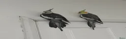 Mixed Breed birds for sale: Baby Cocatiel birds and budgies - Advert 5