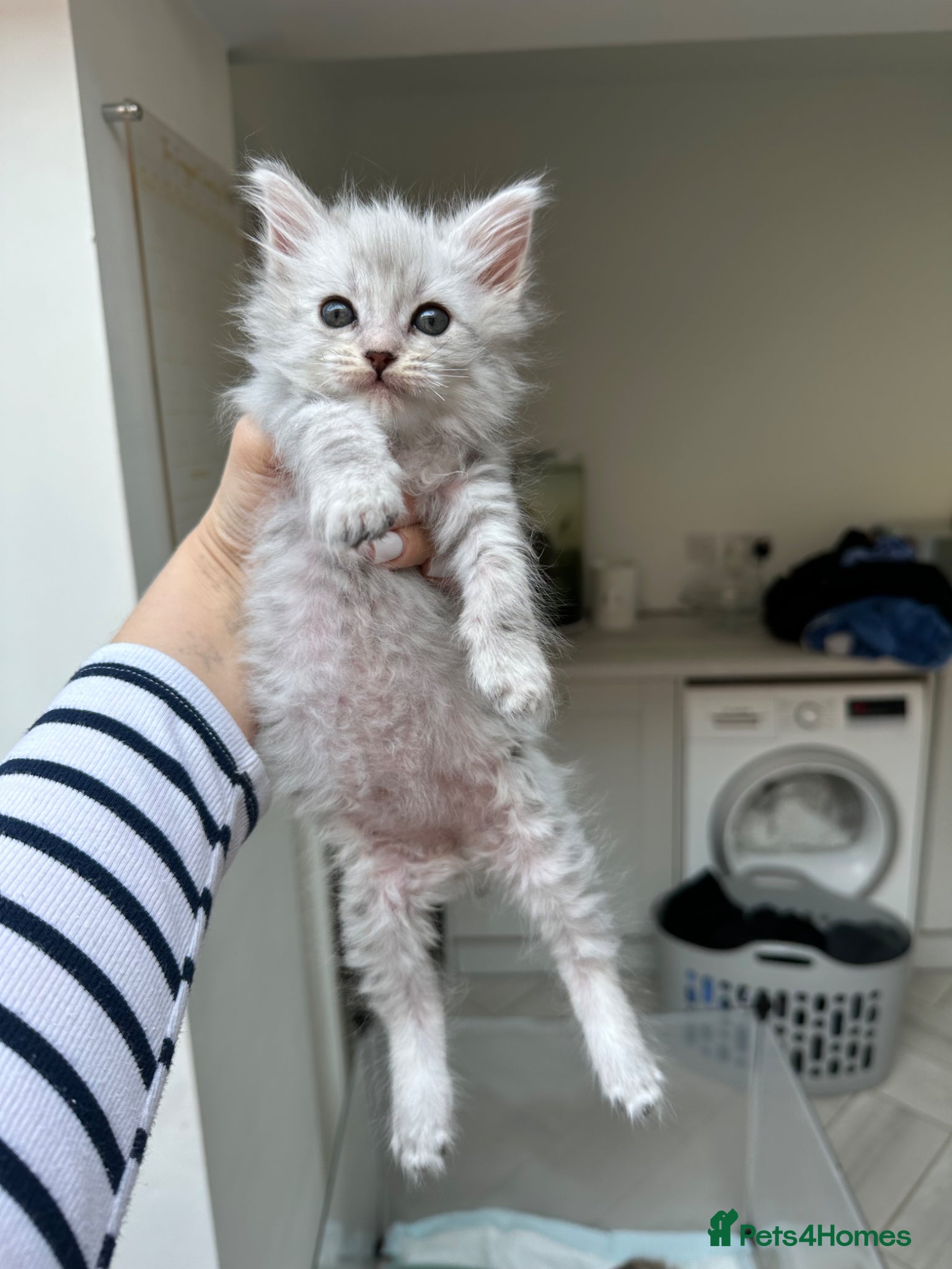 Maine Coon cats Maine coon x lynx ragdoll.  LAST 2 AVAILABLE  - Advert 5