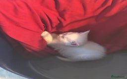 Mixed Breed cats for sale: cross breed Scottish fold cross main coon  - Image 7