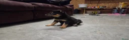 Mixed Breed dogs for sale: Beautiful Black & Tan and Brown & Tan Kelpie cross - Advert 8