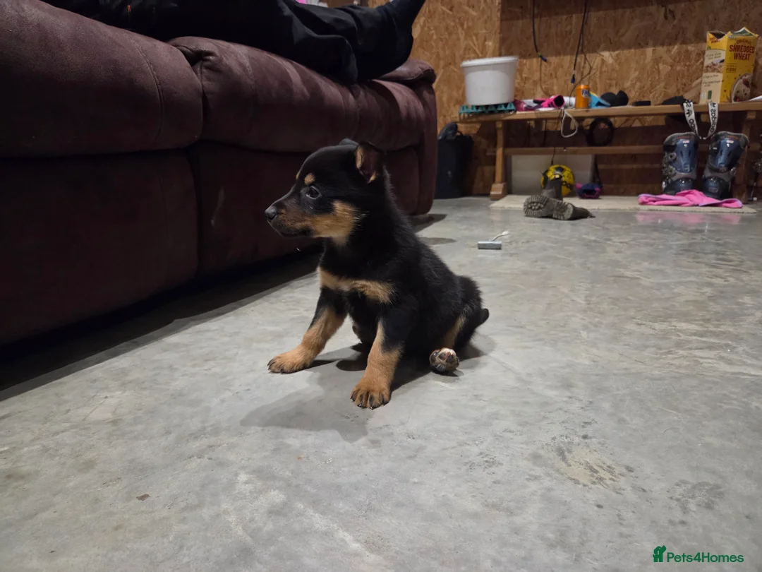 Mixed Breed dogs for sale: Beautiful Black & Tan and Brown & Tan Kelpie cross - Advert 8