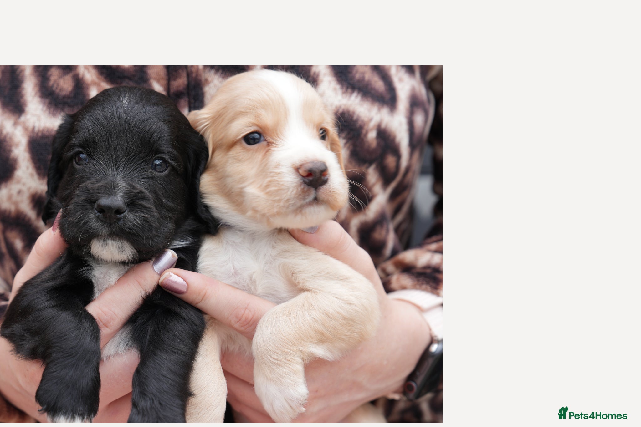 Cocker Spaniel dogs Just 2 male cockers available kc reg health tested - Advert 16
