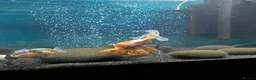 Fancy Goldfish fish for sale: Jumbo Oranda and Ranchu in Oldbury - Advert 4
