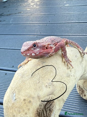 Bearded Dragon reptiles - Advert 22